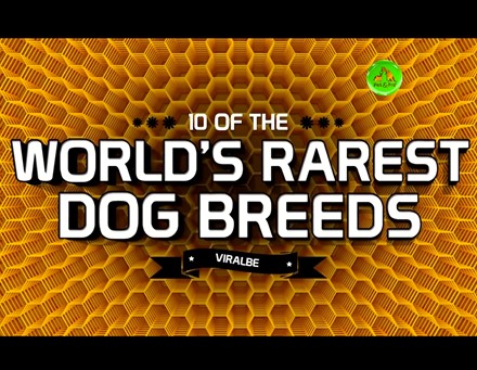 10 of the World's Rarest Dog Breeds